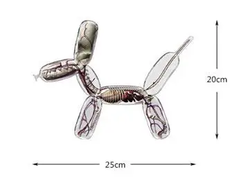 4D мастер Прозрачный большой шар собака перспектива кости анатомическая модель собрать игрушки модель бесплатная доставка