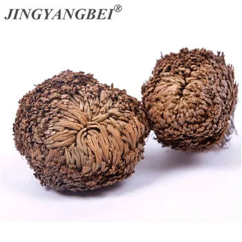 

New Magic Resurrection Plant Rose of Jericho Dinosaur Plant Air Fern Selaginella Moss Dried flower