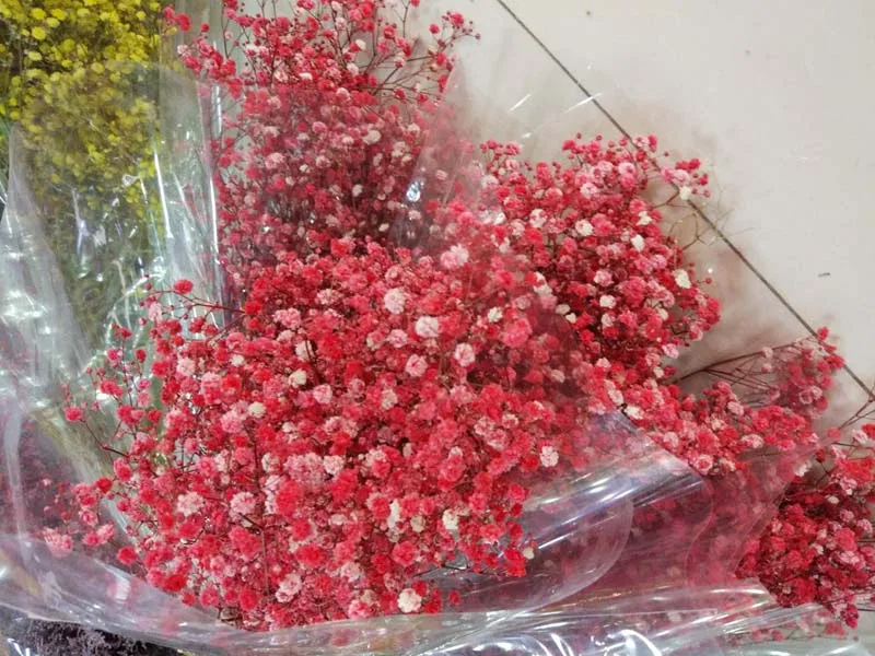 ms-babybreath red