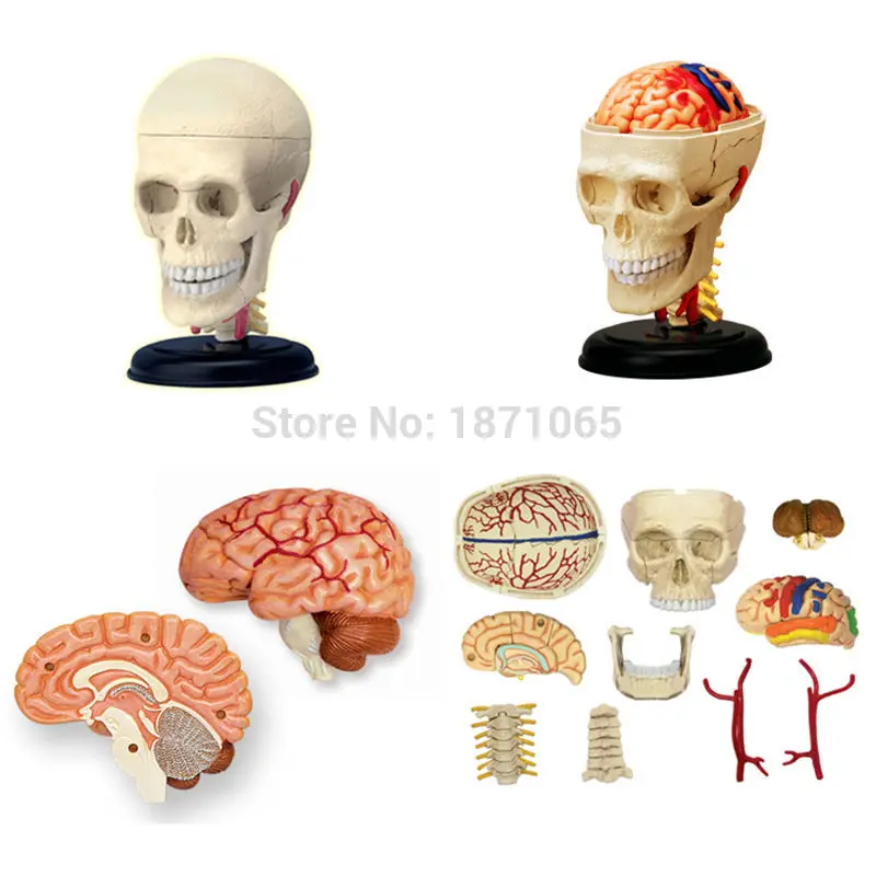 Аниме человеческое тело 4D Скелет Череп для изучения анатомии манекен сердце Анатомия в натуральную величину уха Модель обучающая головоломка детская медицинская научная игрушка