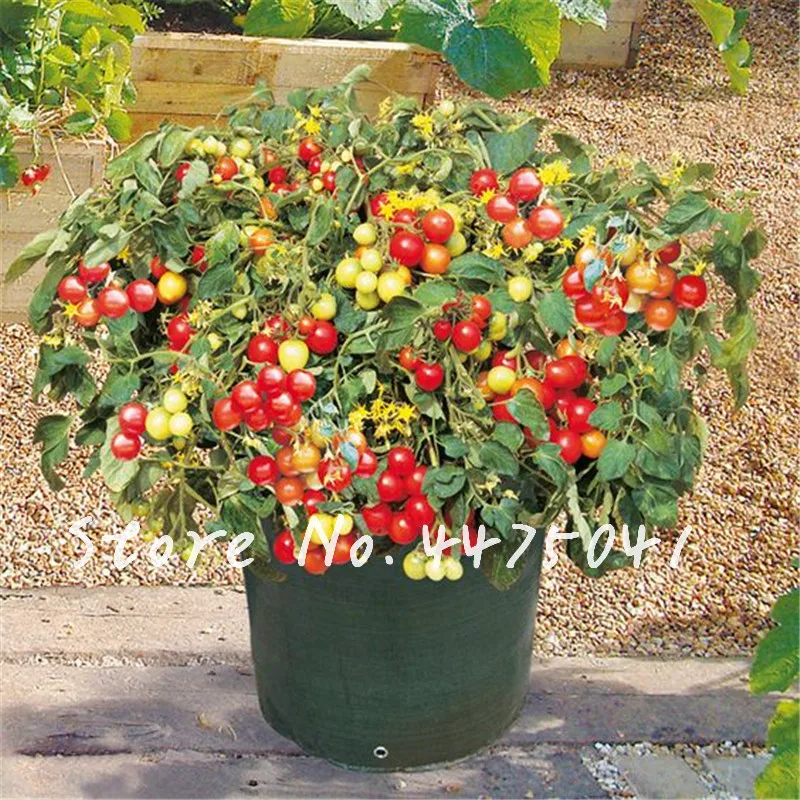 помидоры черри снегирек. томат черри балконное чудо. томат ампельный ф1. томаты для кашпо. томаты черри бонсай.