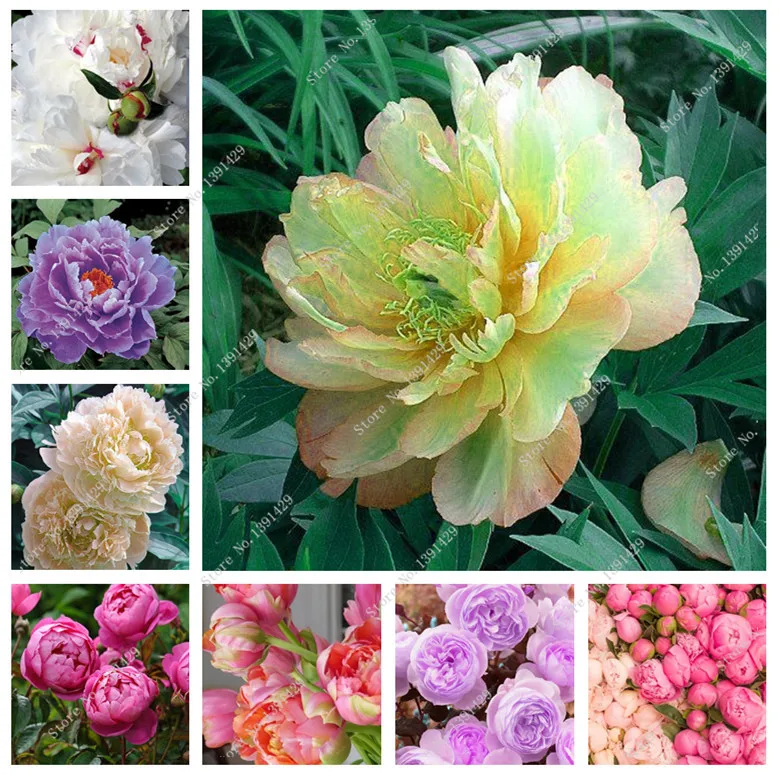 Купить Пионы Саженцы В Интернет Магазине Посадика