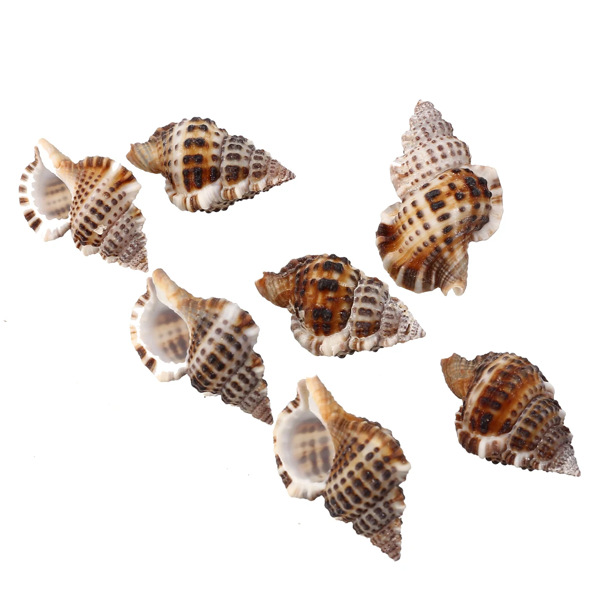 7pcs/set Natural Beautiful Sea Shell Conch Craft  Aquarium Decor Ornament Accessories For Jewelry Making DIY  Mayitr