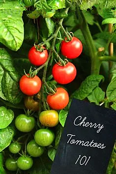 

20pcs Bonsai Tomato Mini Cherry Potted Sweet Fruit Vegetable Organic Fresh healthy tree
