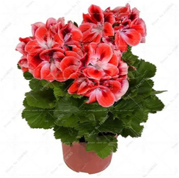 100 szt kolorowe Bonsai geranium kwiat rzadki variegated geranium Bonsai doniczkowa kryty pokoje Home Garden Flower dla roślin Bonsai tanie i dobre opinie Bardzo proste Wykluczone Upiększających Mini średni duży mały Jesień Konserwy roślin Wieloletnich Virgo Courtyard 100 szt kolorowe Bonsai geranium kwiat rzadki variegated geranium Bonsai doniczkowa kryty pokoje Home Garden Flower dla roślin Bonsai tanie i dobre opinie Bardzo proste Wykluczone Upiększających Mini średni duży mały Jesień Konserwy roślin Wieloletnich Virgo Courtyard