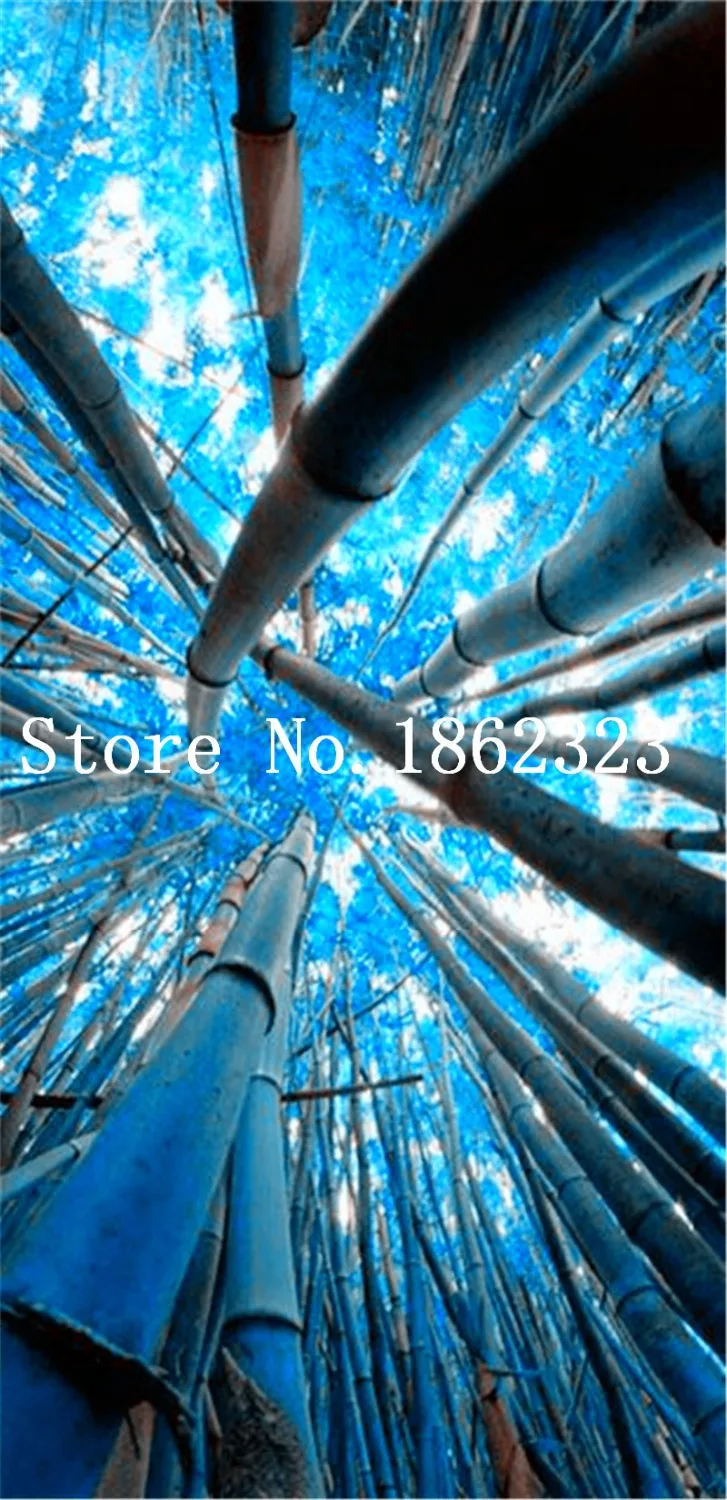 Free Shipping 40 Pcs Bamboo Phyllostachys Pubescens Rare Giant Bamboo bonsai Bambusa Lako Tree For Home Garden Plant