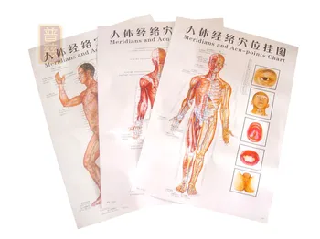 

3pcs/sets Human Meridian Acupuncture Point Health Therapy Medical Massage Acupuncture Acupoints Map In Chinese-English