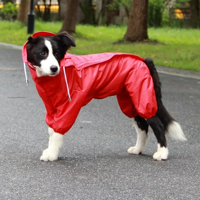 Buy Bigeyedog Dog Raincoat Poodle Schnauzer Pet