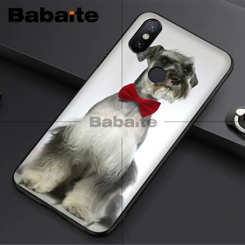 Miniature schnauzer puppy dog