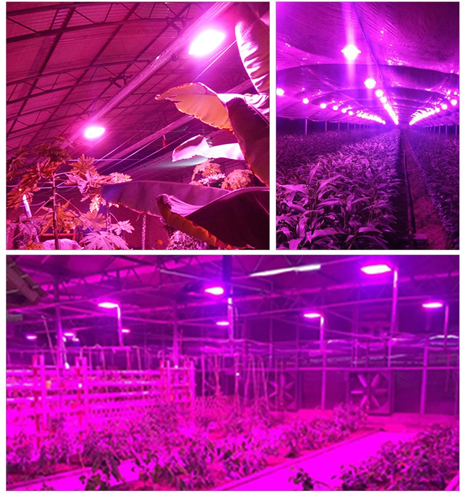 LED Grow Light Full Spectrum COB Chip AC220V 110V 20W 30W 50W DIY Grow LED Lamp For Plant Indoor Garden Hydroponic Grow Tent Box (14)