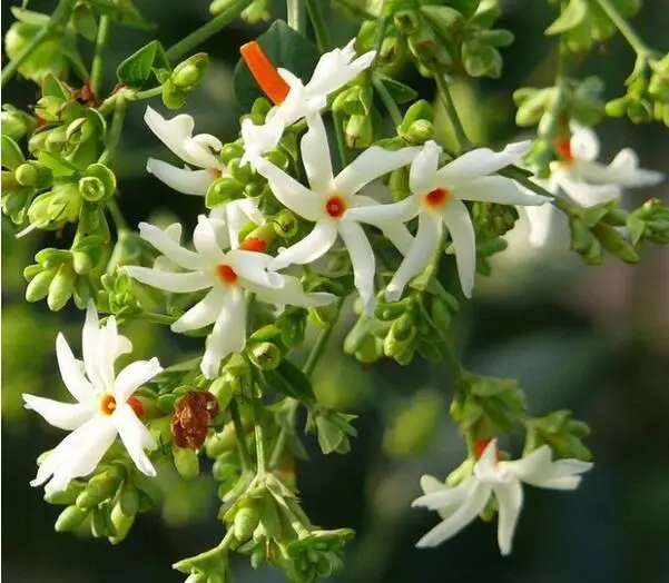 Buy 20 Pcs Night Blooming Jasmine Seeds Free Shipping