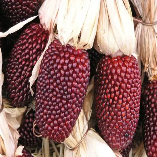 

Strawberry Popcorn 20 " Fresh Rare Corn NO Gmos