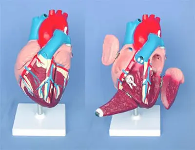 

Human heart anatomy Visceral anatomy model Medical teaching model free shipping