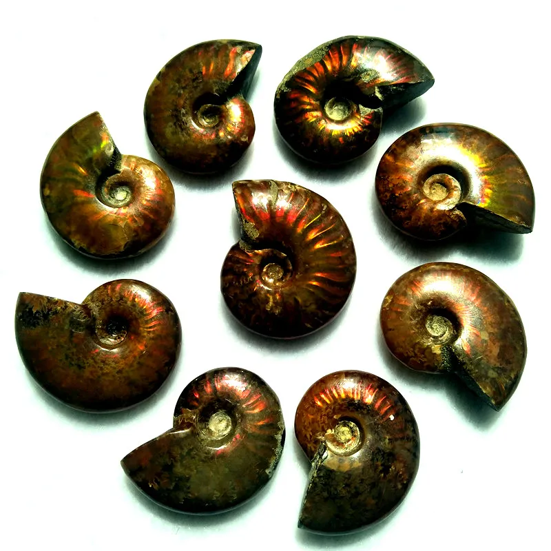 3pcs Natural Nautilus Fossils Extinct Conch Fossils Pearly Nautilus Are Valuable For Collection Quality 5a Shells Starfishes Aliexpress