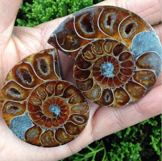 50 pairs of Split Ammonite Fossil Specimen Shell Healing Madagascar 20180402