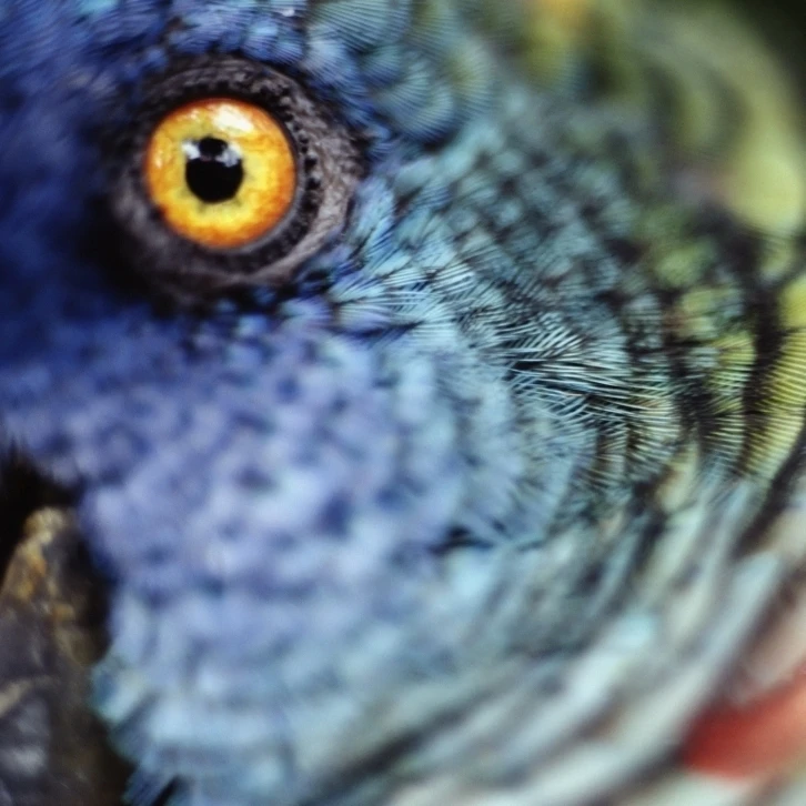 Parrot  Close Up Poster Print (26 x 36)