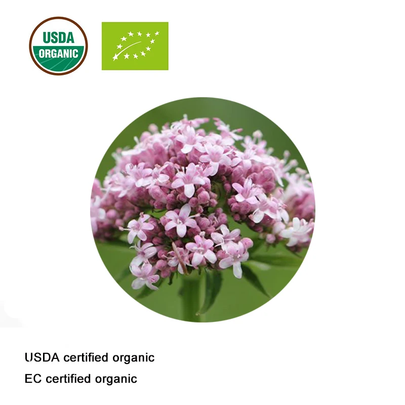 Сертификат USDA и EC органический корень валерианы экстракт 10:1