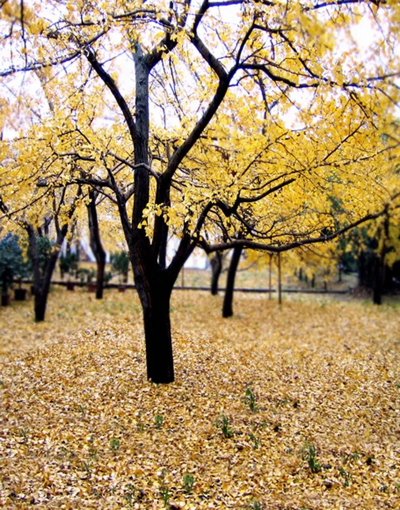 

5x7ft Fall Yellow Leaves Tree Photography Backdrops Photo Props Studio Background