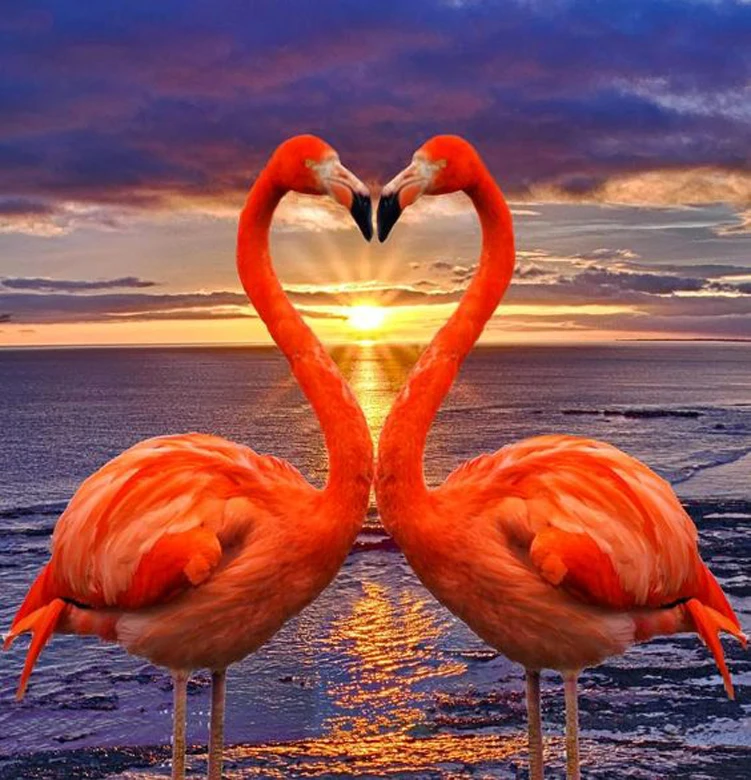 

Full Square / Round Drill 5D DIY Diamond Painting "Loving flamingo" Embroidery Cross Stitch Mosaic Home Decor Gift DP