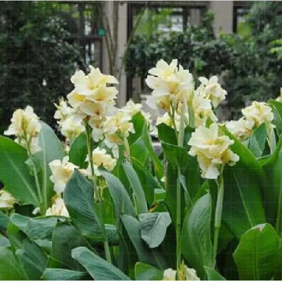 White Flowering House Plants online buy wholesale white house plants from china white house White Flowering House Plants online buy wholesale white house plants from china white house