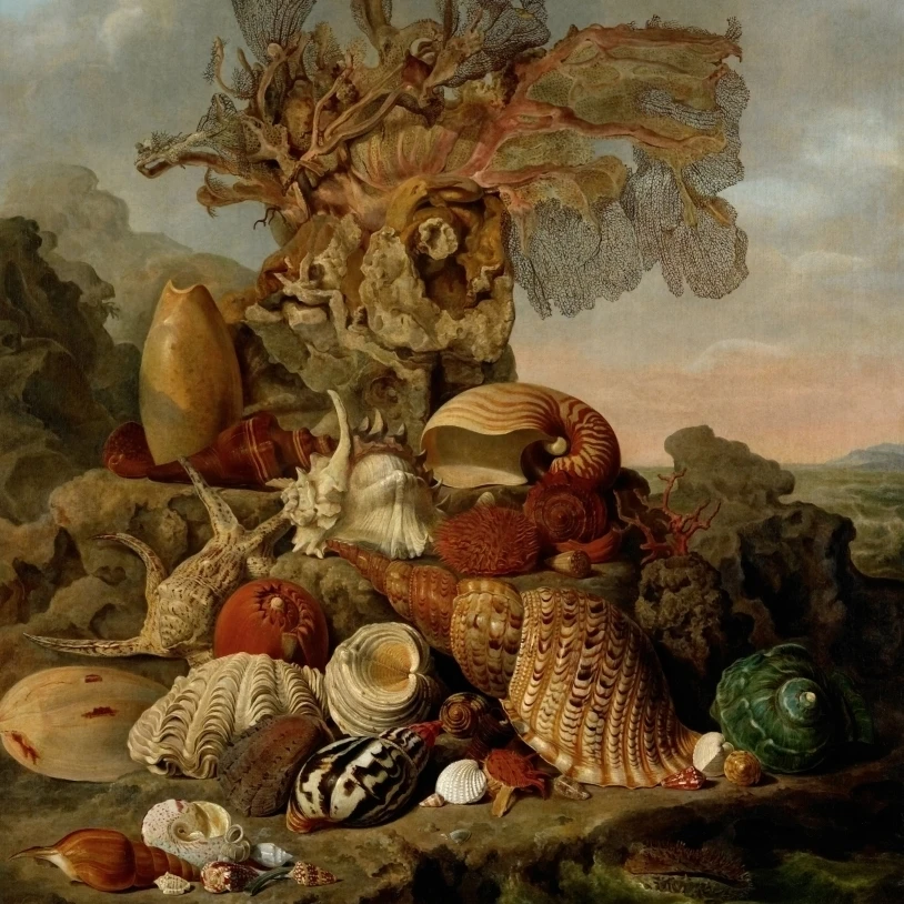 Shells And Marine Plants Poster Print (24 x 36)