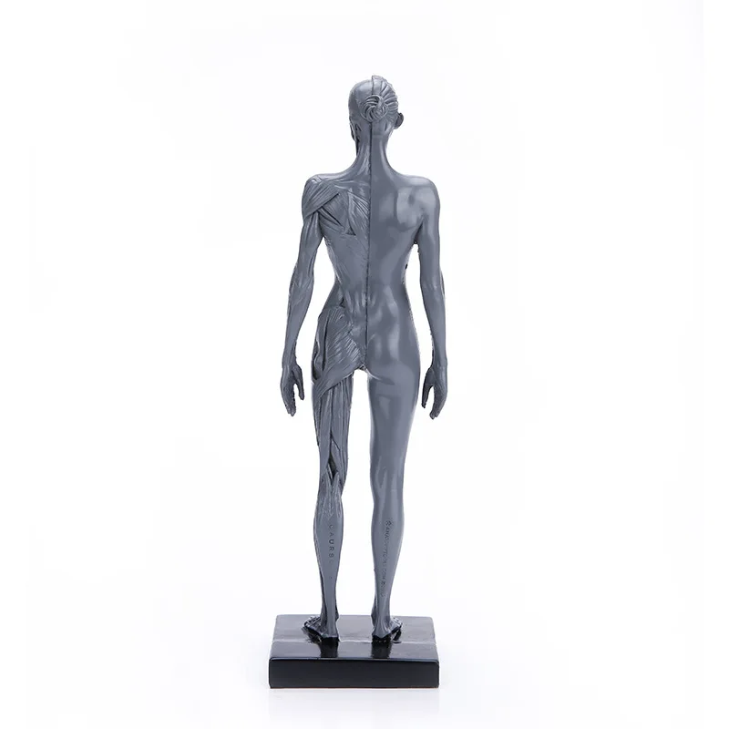 Натуральная смола 30 см женская модель художественного произведения медицинская