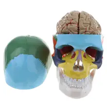 1: 1 Скелет человеческого черепа с мозговым церебральным багажником модель анатомическая модель для школьного обучения помощь обучающий дисплей лабораторные принадлежности