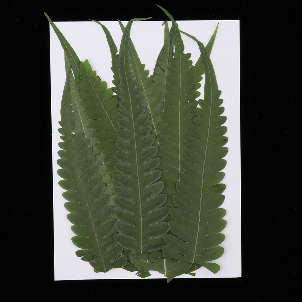 12 Pieces Pressed Fern Leaves, Natural Real Dries Flower Leaves for DIY Crafts