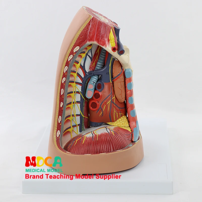 Медиастинальная модель человека плевральная дыхательная система Thymus дыхательная диафрагма Сердце Модель медицина обучение MXG005