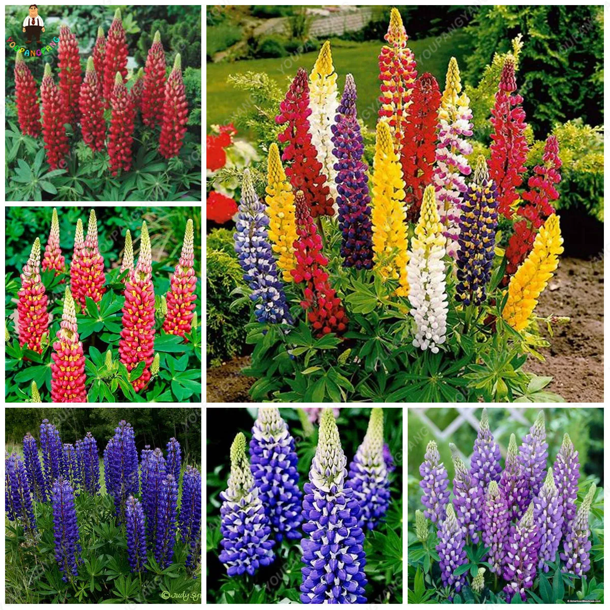 

100pcs mix color lupine bonsai plants annual succulent groundcover flower bonsais potted planting for home garden
