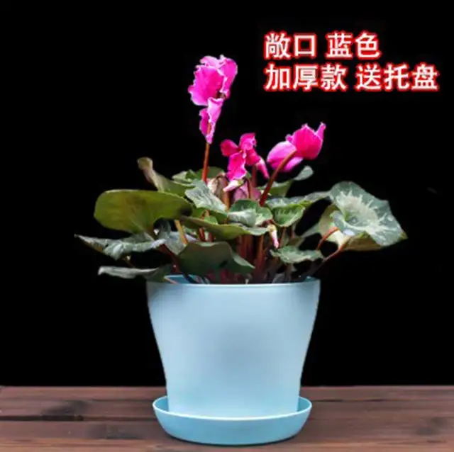 Blue Large Plastic Flower Pot For Orchid Bonsai Garden Decoration Blue Large Plastic Flower Pot For Orchid Bonsai Garden Decoration Outdoor Colored Cute Planter Flowerpot