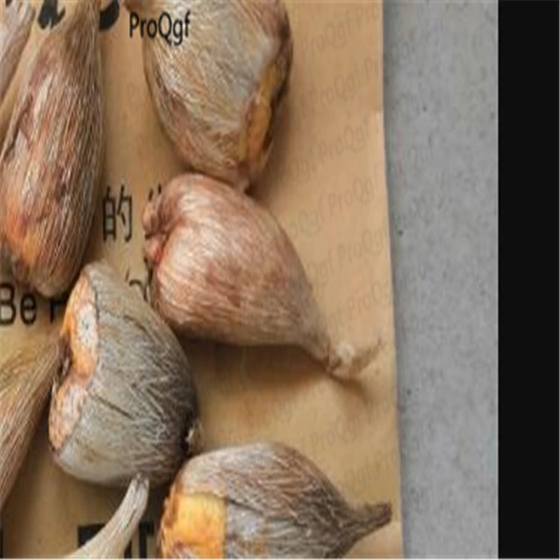 

5Pcs A Set Freesia hybrida Flower Bulb