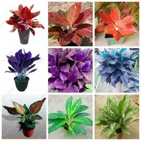 200-PC-Beautiful-Mosaic-Plants-Aglaonema-Seeds-Perennial-Flower-Indoor-Ornamental-Plants-Evergreen-Trees-Flower-Seeds.jpg_200x200