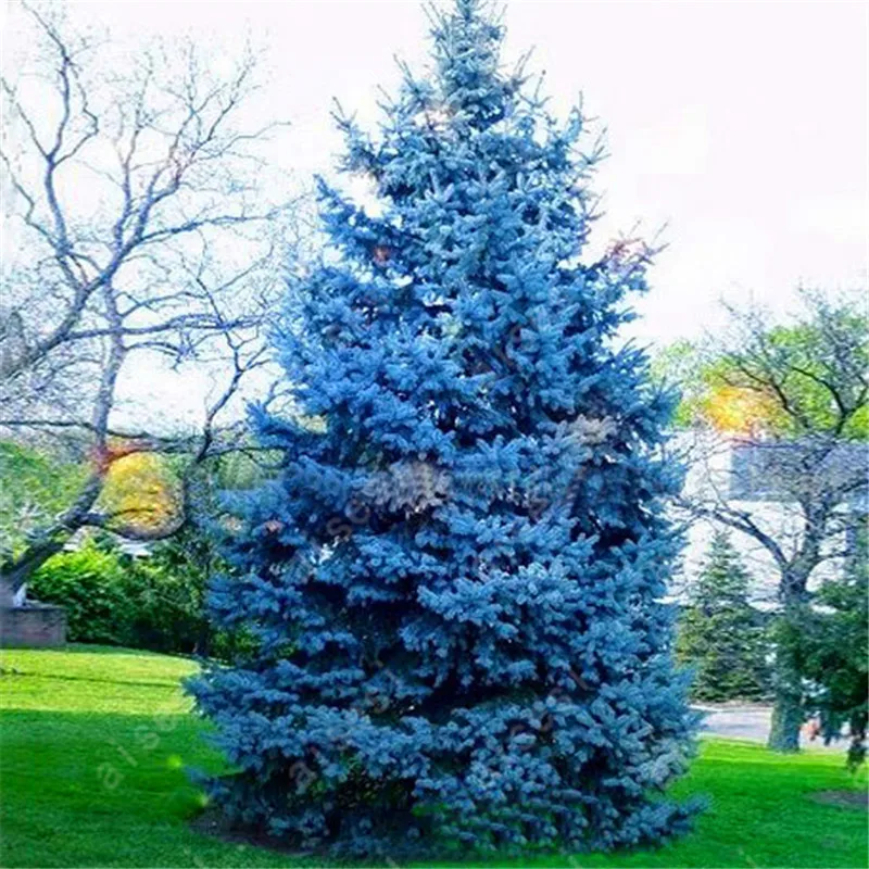 Tree Seeds Blue Spruce Picea Potted Christmas Bonsai Plant Pine Of Perennial Home Garden 50 Pcs In From On Tree Seeds Blue Spruce Picea Potted Christmas Bonsai Plant Pine Of Perennial Home Garden 50 Pcs In From On