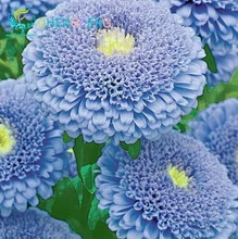 30 + Seeds Chinese Aster Seeds (Callistephus)give you a garden full of bright summer big flowers orginal package Free Shipping