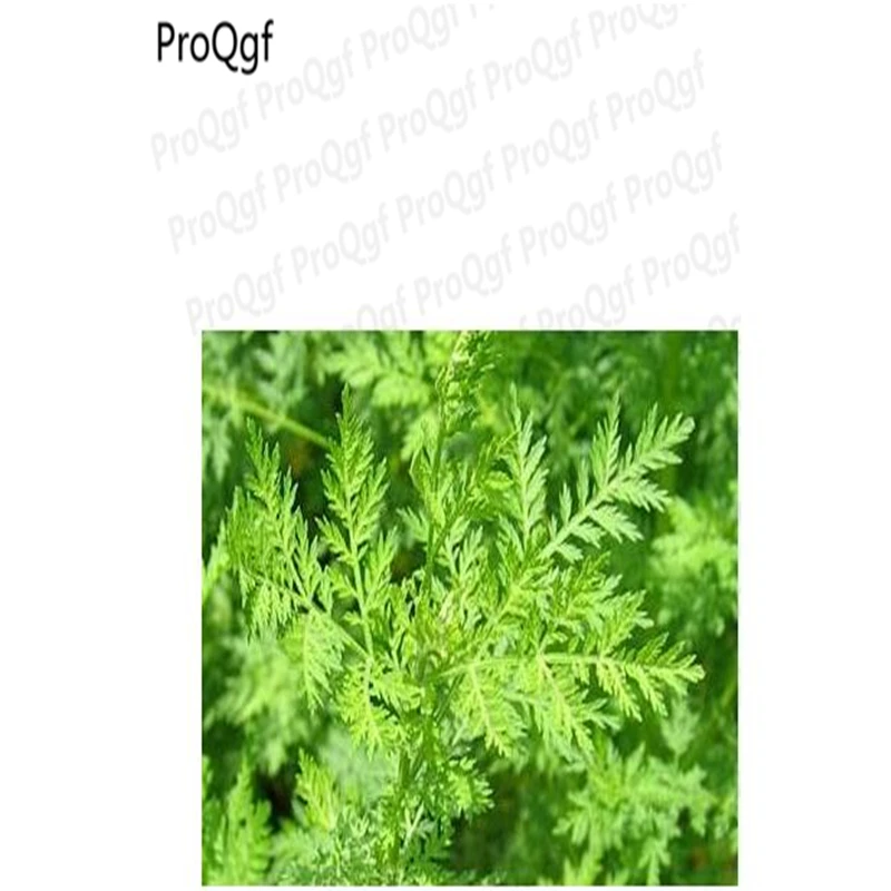 

5000Pcs A Set Artemisiae Annua