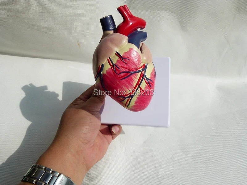 Anatomical Canine Dog heart Model medical instruments Anatomy Model