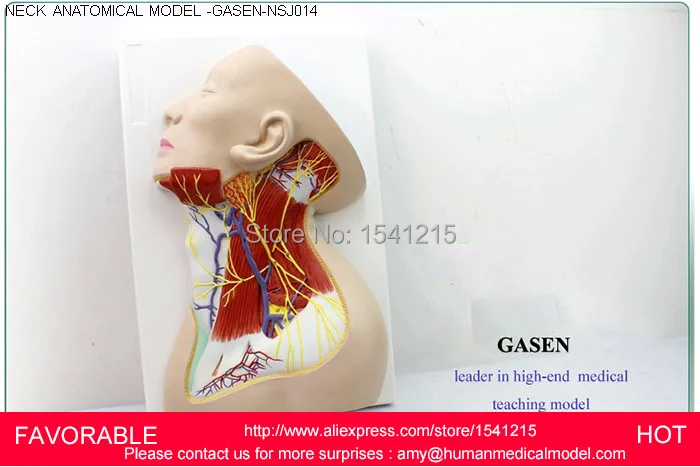

NECK ANATOMICAL TRAINING MODEL,PARTIAL NECK ANATOMICAL MODEL NECK MUSCLE NERVES VESSEL MODEL NECK ANATOMY MODEL-GASEN-NSJ014