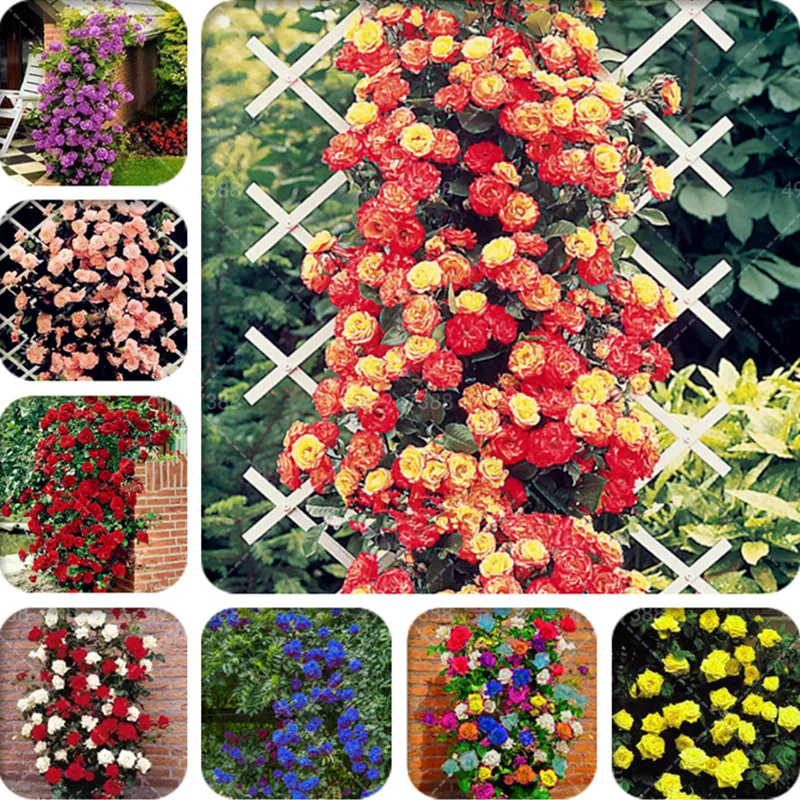 

Strip Shrub Rose Flower Plant 200 Pcs Rare Bush Rose Flower Plant Yello Red Pink Purple Garden Bonsai Exotic Popular Garden