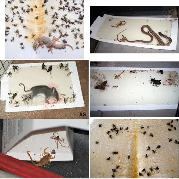 pests