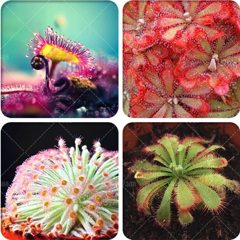 

Free Shipping Carnivorous Plants 100 pcs Mix Carnivore Venus Fly Trap Sundews Bonsai Flower flores plants DIY Home Garden