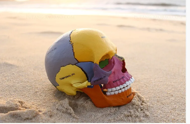 

Dental lab Golbe 4D Human Head Anatomy Medical anatomia Colorful Didactic Exploded Skull model skeleton