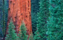 20 pcs/bag Giant Sequoia Sequoia bonsai rare fast growing variety complete the budding rate