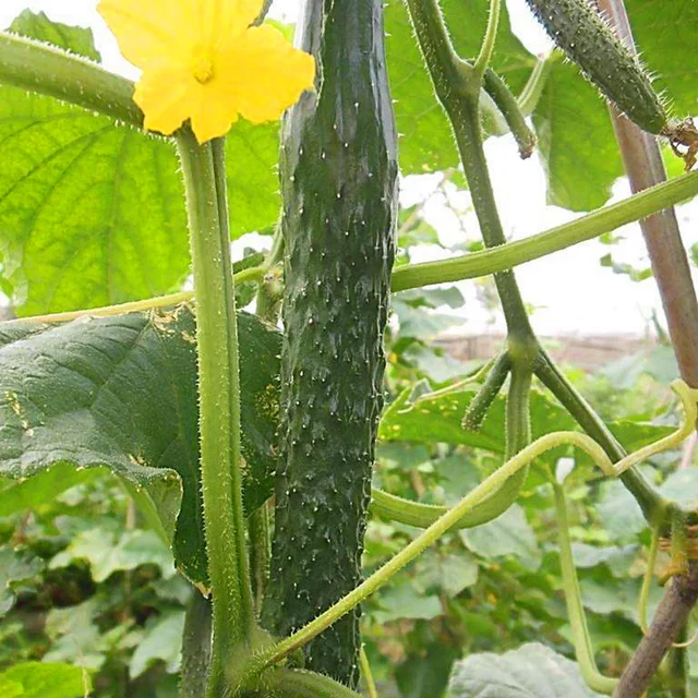 100 cucumber seeds True ORZEL extremely early Polish variety for open soil growing seeds vegetables for home garden
