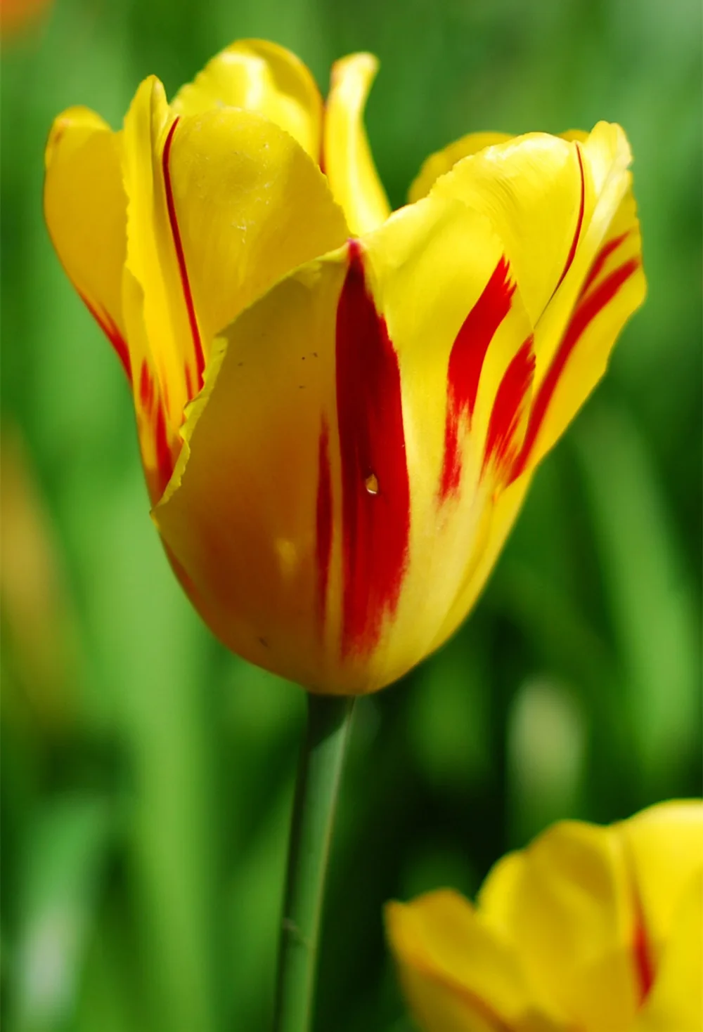 Diy Diamond Bordir Bunga Tulip Berwarna Gambar Cross Stitch