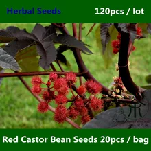 Ornamental Plant Red Castor Bean Seeds 120pcs, Widely Cultivated Ricinus Communis Herbal Seeds, Medicinal Uses Hong Bi Ma Seeds