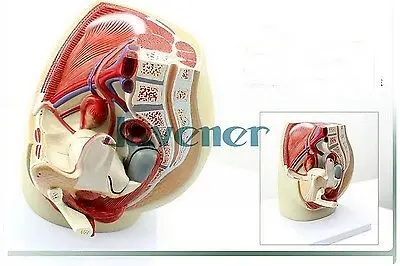 Женский таз анатомическая репродуктивного Органы анатомический медицинский модель