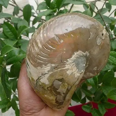 10 5lb огромный аммонитовый ископаемый мадагаскарский + подставка|fossils madagascar|fossil