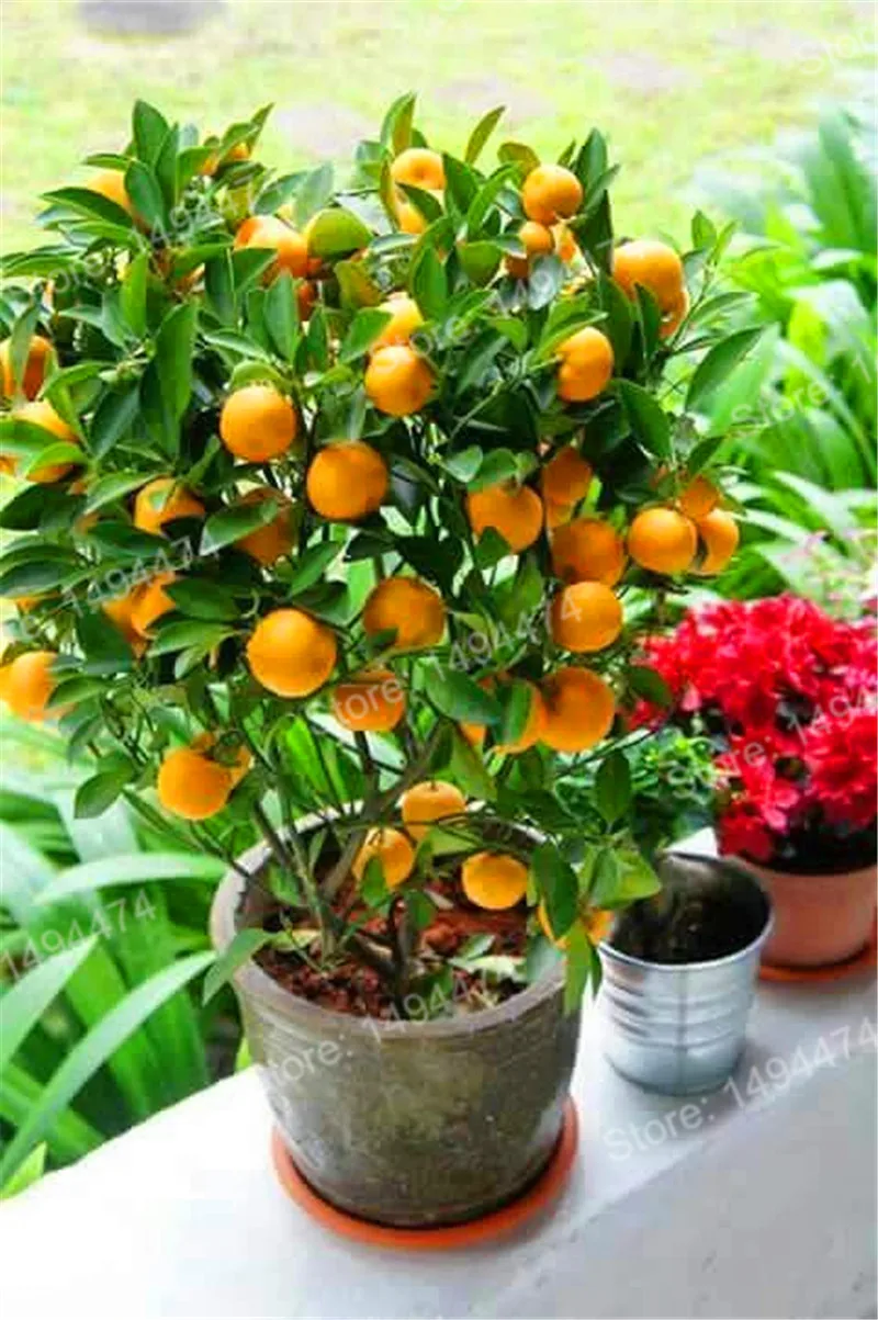 100pcs mini orange tree Plants seeds Best Seeds Online Free
