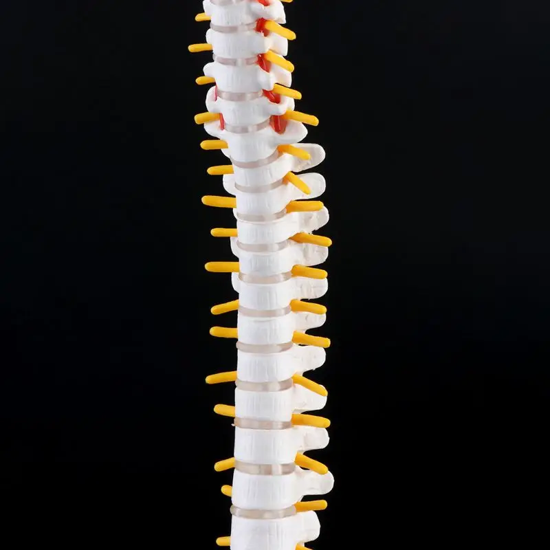 45 см Гибкий позвоночника поясничной кривой анатомическая модель Анатомия позвоночника медицинский учебный инструмент